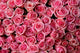 pink roses Wall Mural