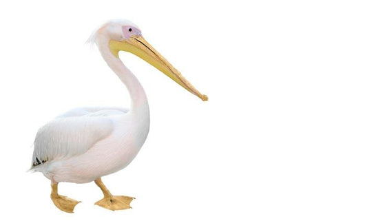 Pelican Wall Decal