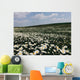 beautiful white flowers chamomile field landscape panorama Wall Mural
