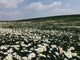 beautiful white flowers chamomile field landscape panorama Wall Mural