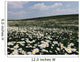 beautiful white flowers chamomile field landscape panorama Wall Mural