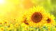 Sunflowers on blurred sunny background Wall Mural