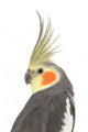 Cockatiel - Nymphicus hollandicus Wall Decal