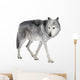 Mackenzie Valley Wolf (8 years) - Canis lupus occidentalis Wall Decal