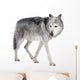 Mackenzie Valley Wolf (8 years) - Canis lupus occidentalis Wall Decal