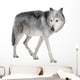 Mackenzie Valley Wolf (8 years) - Canis lupus occidentalis Wall Decal