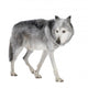 Mackenzie Valley Wolf (8 years) - Canis lupus occidentalis Wall Decal