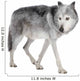 Mackenzie Valley Wolf (8 years) - Canis lupus occidentalis Wall Decal