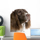 English Springer Spaniel 2 Years Wall Decal