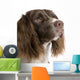 English Springer Spaniel 2 Years Wall Decal
