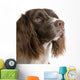 English Springer Spaniel 2 Years Wall Decal