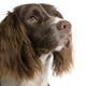 English Springer Spaniel 2 Years Wall Decal