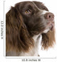 English Springer Spaniel 2 Years Wall Decal