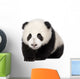 Giant Panda 4 Months - Ailuropoda Melanoleuca Wall Decal