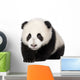 Giant Panda 4 Months - Ailuropoda Melanoleuca Wall Decal