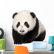 Giant Panda 4 Months - Ailuropoda Melanoleuca Wall Decal