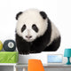 Giant Panda 4 Months - Ailuropoda Melanoleuca Wall Decal