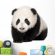 Giant Panda 4 Months - Ailuropoda Melanoleuca Wall Decal