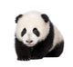 Giant Panda 4 Months - Ailuropoda Melanoleuca Wall Decal