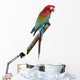 Green-Winged Macaw - Ara Chloropterus 18 Months Wall Decal