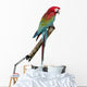 Green-Winged Macaw - Ara Chloropterus 18 Months Wall Decal