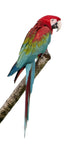 Green-Winged Macaw - Ara Chloropterus 18 Months Wall Decal