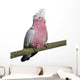 Galah bird - Eolophus roseicapilla (19 months) Wall Decal
