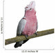 Galah bird - Eolophus roseicapilla (19 months) Wall Decal