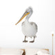 Dalmatian Pelican - Pelecanus crispus(18 months) Wall Decal