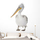 Dalmatian Pelican - Pelecanus crispus(18 months) Wall Decal