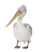 Dalmatian Pelican - Pelecanus crispus(18 months) Wall Decal