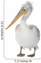Dalmatian Pelican - Pelecanus crispus(18 months) Wall Decal