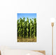 Corn Field Wall Mural