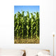 Corn Field Wall Mural