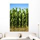 Corn Field Wall Mural