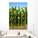 Corn Field Wall Mural