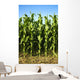 Corn Field Wall Mural