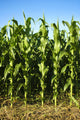 Corn Field Wall Mural