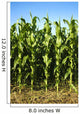 Corn Field Wall Mural