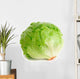 Cabbage Lettuce Wall Decal