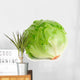 Cabbage Lettuce Wall Decal