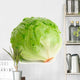Cabbage Lettuce Wall Decal