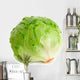 Cabbage Lettuce Wall Decal