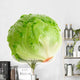 Cabbage Lettuce Wall Decal