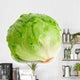 Cabbage Lettuce Wall Decal