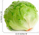 Cabbage Lettuce Wall Decal