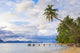 Palm Trees Dolarog Beach Wall Decal