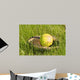 Ball and Glove Wall Mural