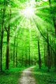 Nature Path in Forest With Sunshine Wall Mural