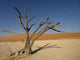 Deadvlei Tree Wall Decal